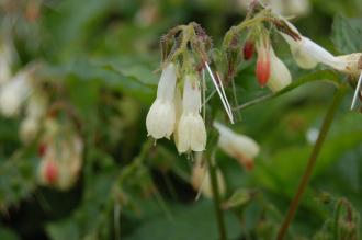 Symphytum tuberosum Flower (18/05/2013, Kew Gardens, London)