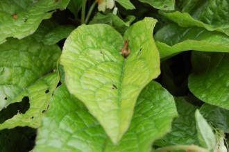 Symphytum tuberosum Leaf (18/05/2013, Kew Gardens, London)