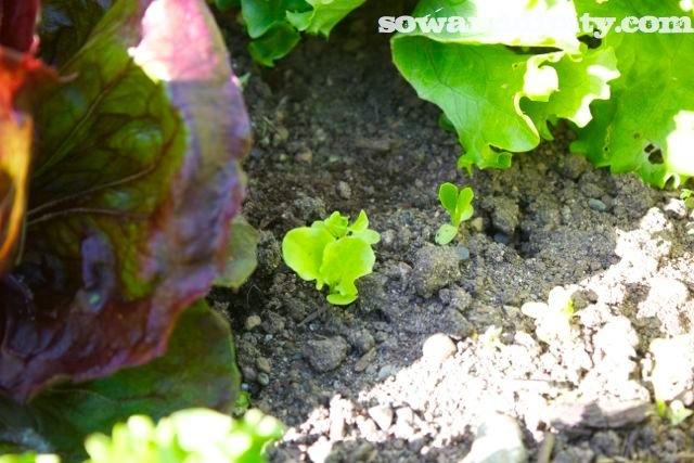 Little lettuce seedlings coming up 