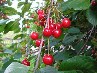 Eat Cherries for Youthful Skin
