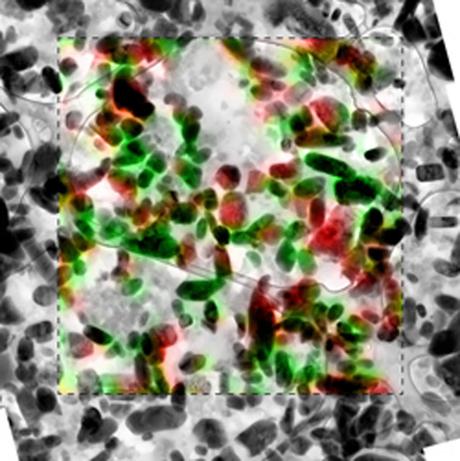 LFP particles as seen by a transmission electron microscope with overlay of the chemical information as seen by a scanning transmission X-ray microscope. The red represents lithium iron phosphate while green represents iron phosphate, or LFP without lithium. (Credit: Sandia National Laboratories)