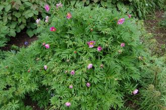 Paeonia veitchii (18/05/2013, Kew Gardens, London)