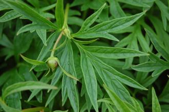 Paeonia veitchii Leaf (18/05/2013, Kew Gardens, London)