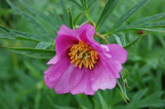 Paeonia veitchii Flower (18/05/2013, Kew Gardens, London)