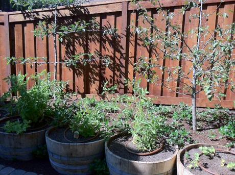 wine barrel vegetable garden yes spaces espallier trees The Easiest Family Vegetable Garden