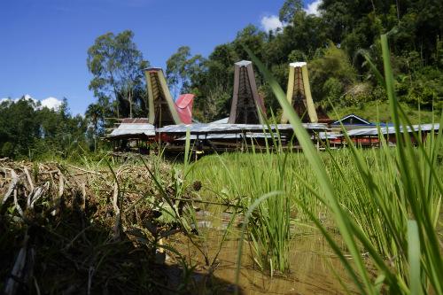 trip to toraja