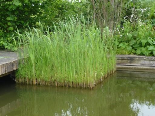 reeds contained into neat squares in pond