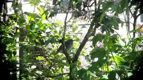hermit thrush -  among in tree limbs - toronto - ontario