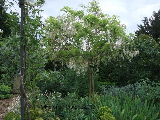 Part of a White Garden