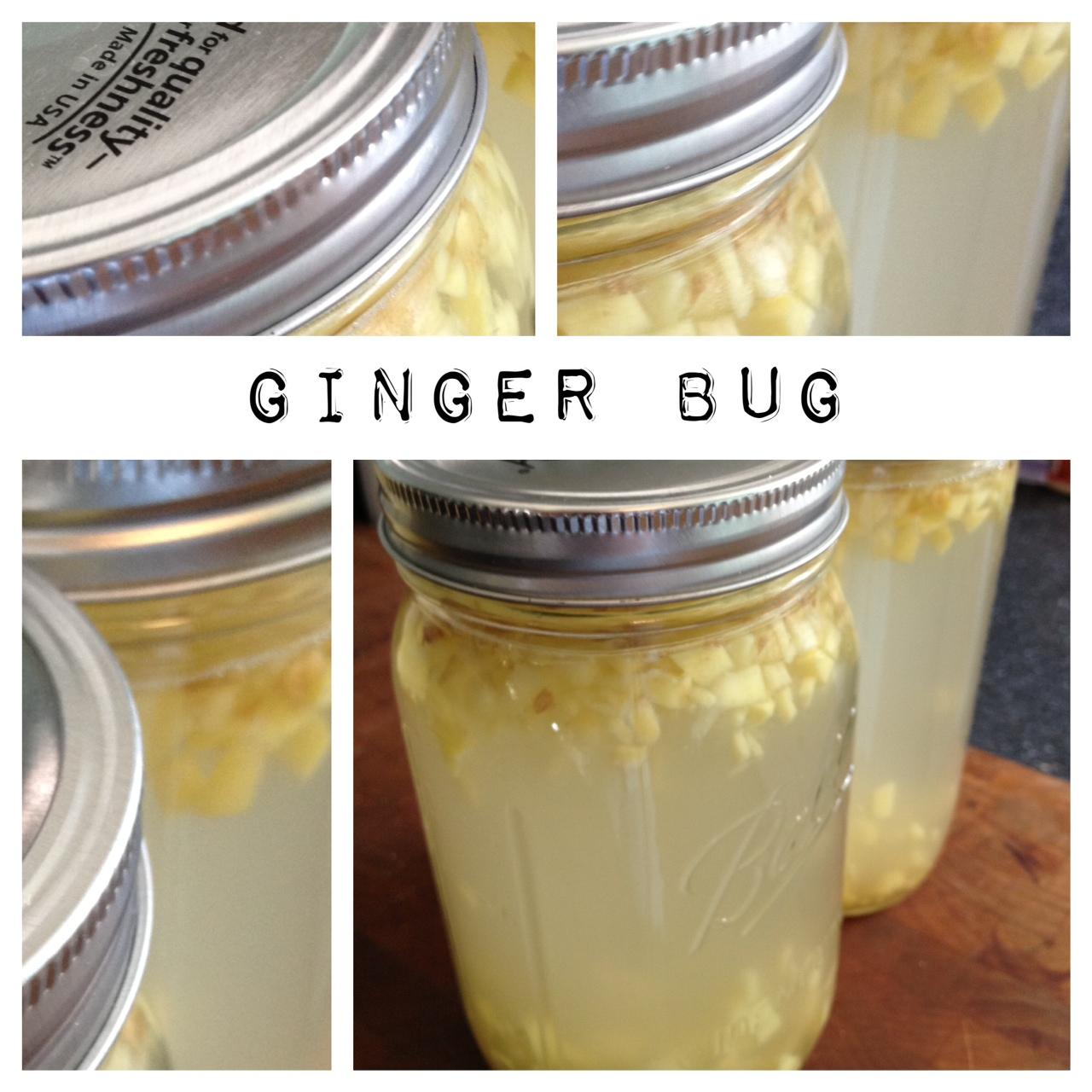 Ginger Bug