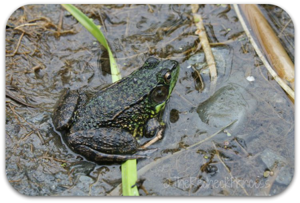 Chilliwack frog