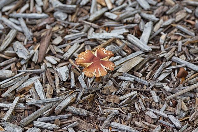 mushroom on wood chips