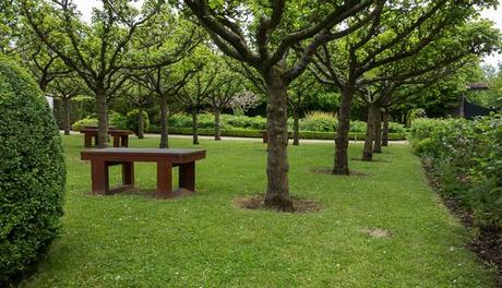 Benches under pollarded trees