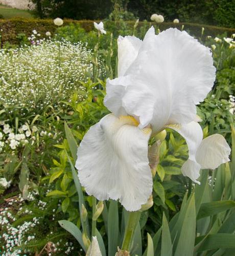 photo of white iris and other white flowers
