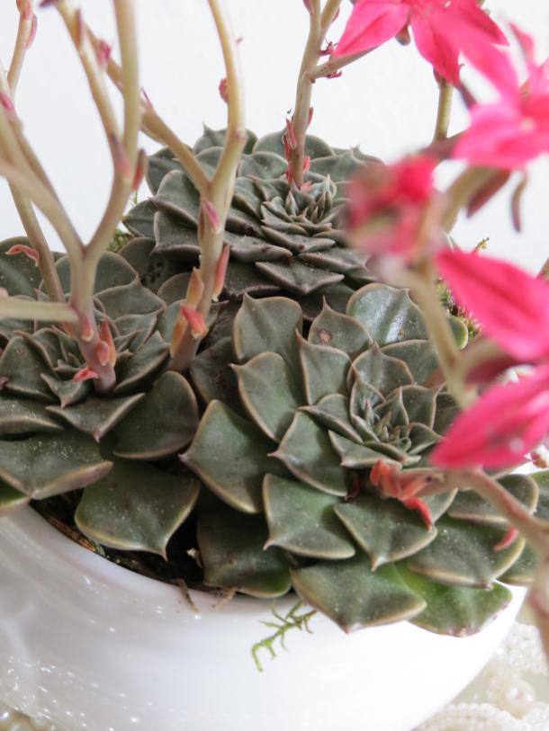 Succulent Plant