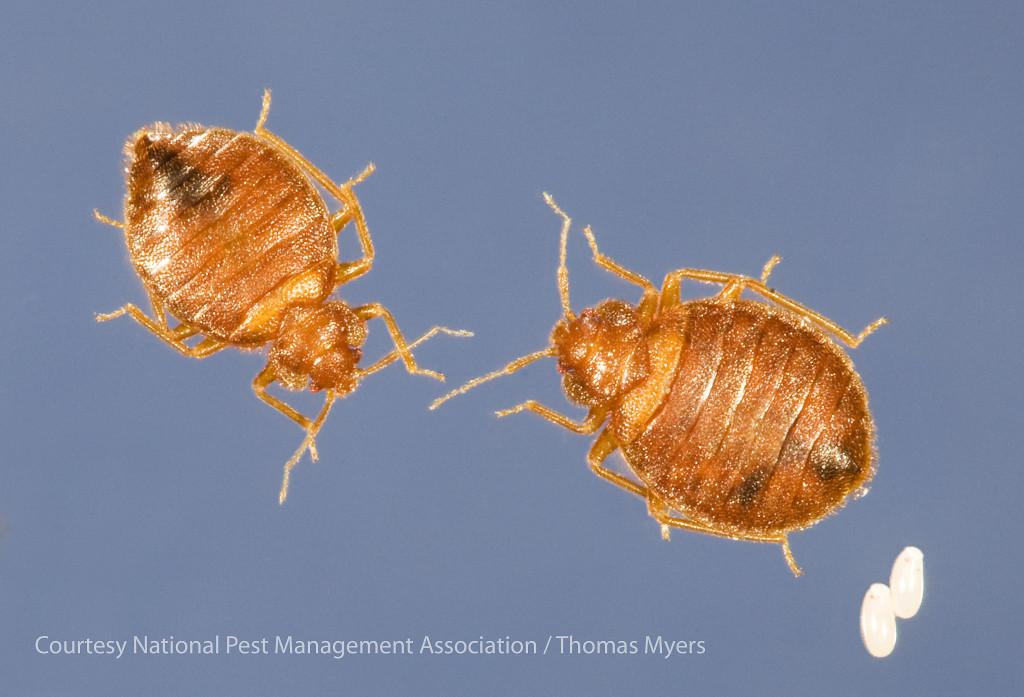 bed bug male, female, and eggs