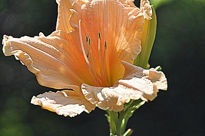 HDR-ish Day Lilies