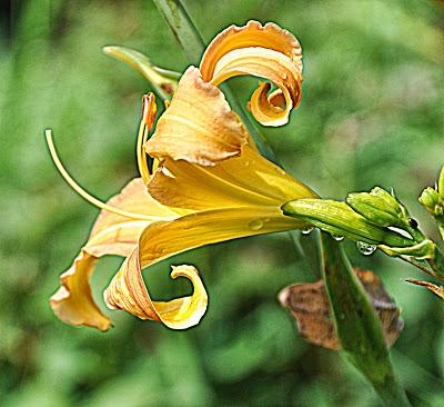 HDR-ish Day Lilies