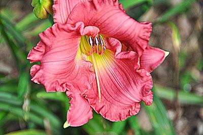 HDR-ish Day Lilies