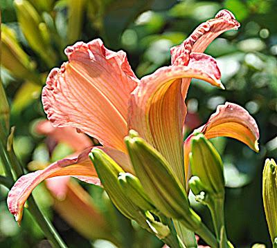 HDR-ish Day Lilies