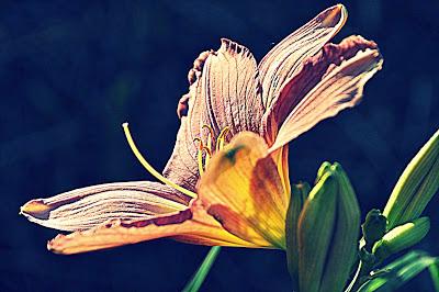 HDR-ish Day Lilies