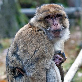 The 10 Best Dads In Nature