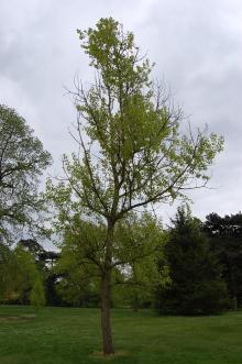 Populus yunnanensis (18/06/2013, Kew Gardens, London)