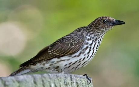 female Violet-backed Starling