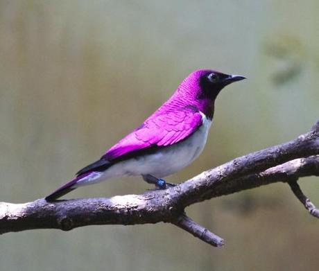 Violet-backed Starling1