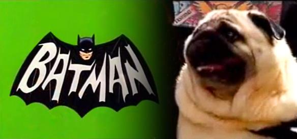 Adorable PUG Pays Homage to the TV Series Batman!
