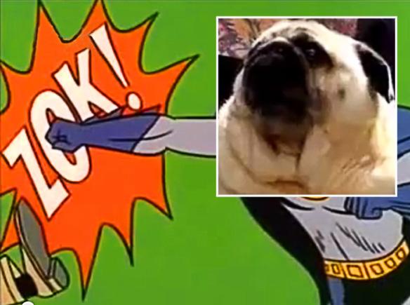 Adorable PUG Pays Homage to the TV Series Batman!