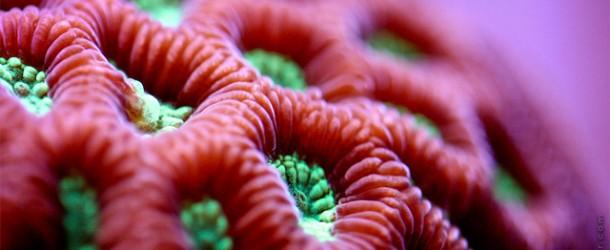 Mesmerising macro coral photographs