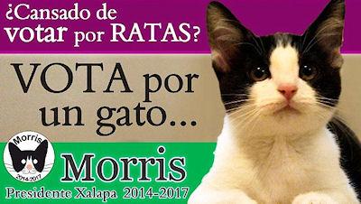 Mexicans Nominate A Cat To Run For City Mayor