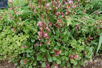 Saxifraga spathularis (18/05/2013, Kew Gardens, London)