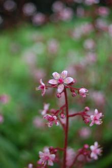 Saxifraga spathularis Flower (18/05/2013, Kew Gardens, London)