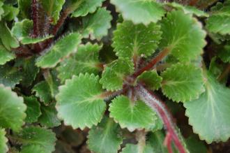 Saxifraga spathularis Leaf (18/05/2013, Kew Gardens, London)