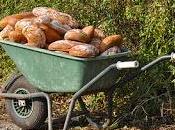Passion Bread