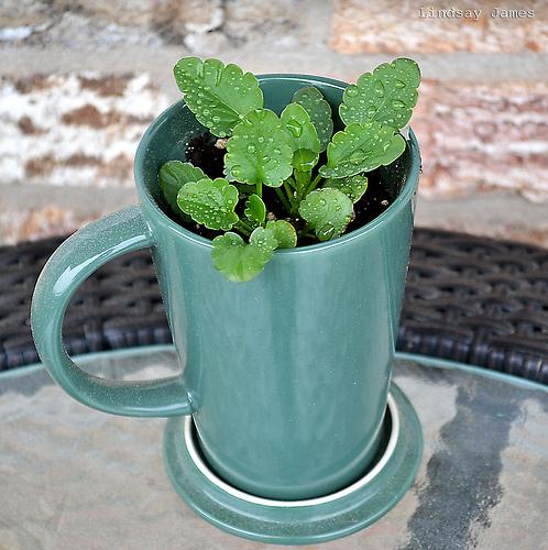 Tea Mug Pansies