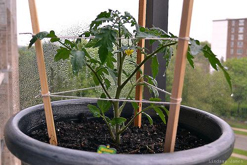 Tomato Plant