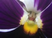 MACRO MONDAY Pansy Face