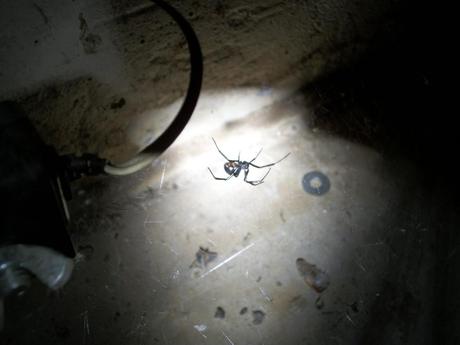 probestpestmanagement100_0183