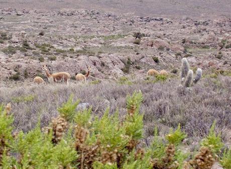 Wild Vicuna in the Andes Mountains