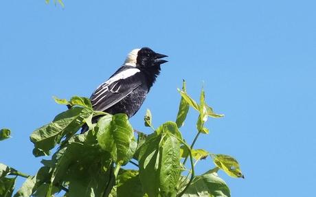 Bobolink - sings out - kettle trail - forks of the credit provincial park - ontario