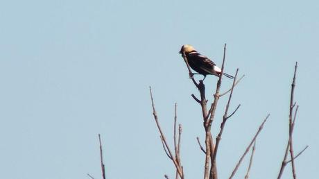 Bobolink - view of its back - forks of the credit provincial park - ontario