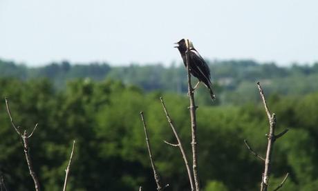 Bobolink - profile on tree - forks of the credit provincial park - ontario