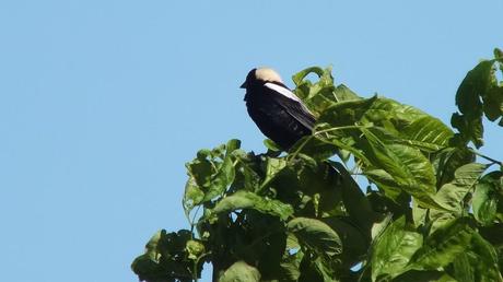 Bobolink - view of its head and back - forks of the credit provincial park - ontario