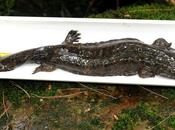 Salamanders’ Disappearance Raises Pollution Concerns