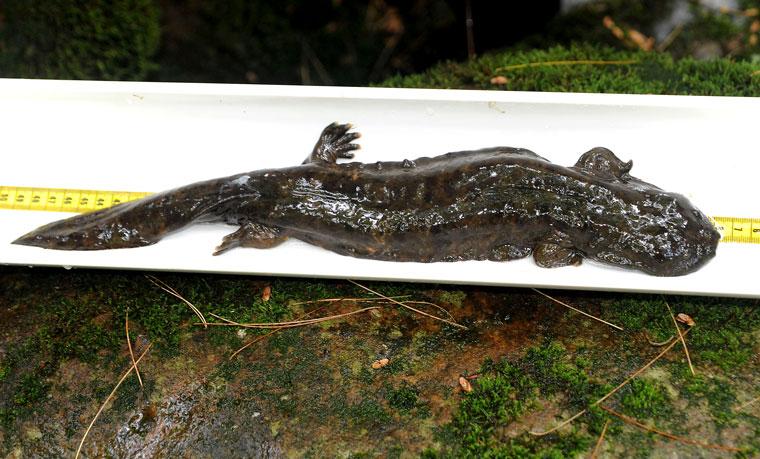 Salamanders’ Disappearance Raises Pollution Concerns