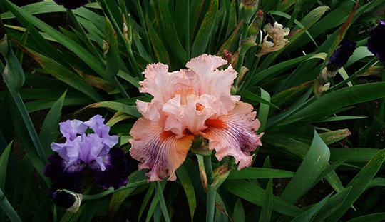 7 Fab Reasons to Plant Bearded Iris