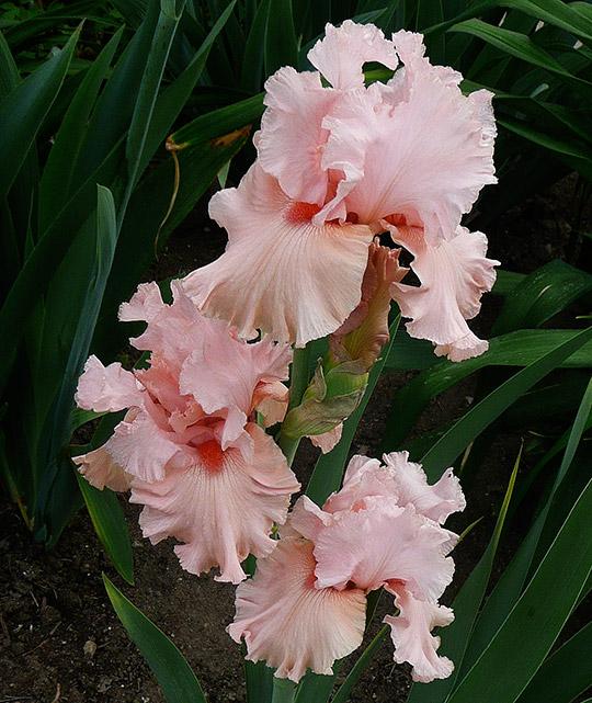 7 Fab Reasons to Plant Bearded Iris